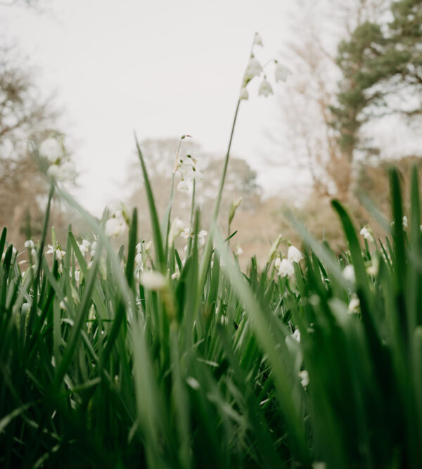 An introduction to energy medicine - nature photo by annie spratt