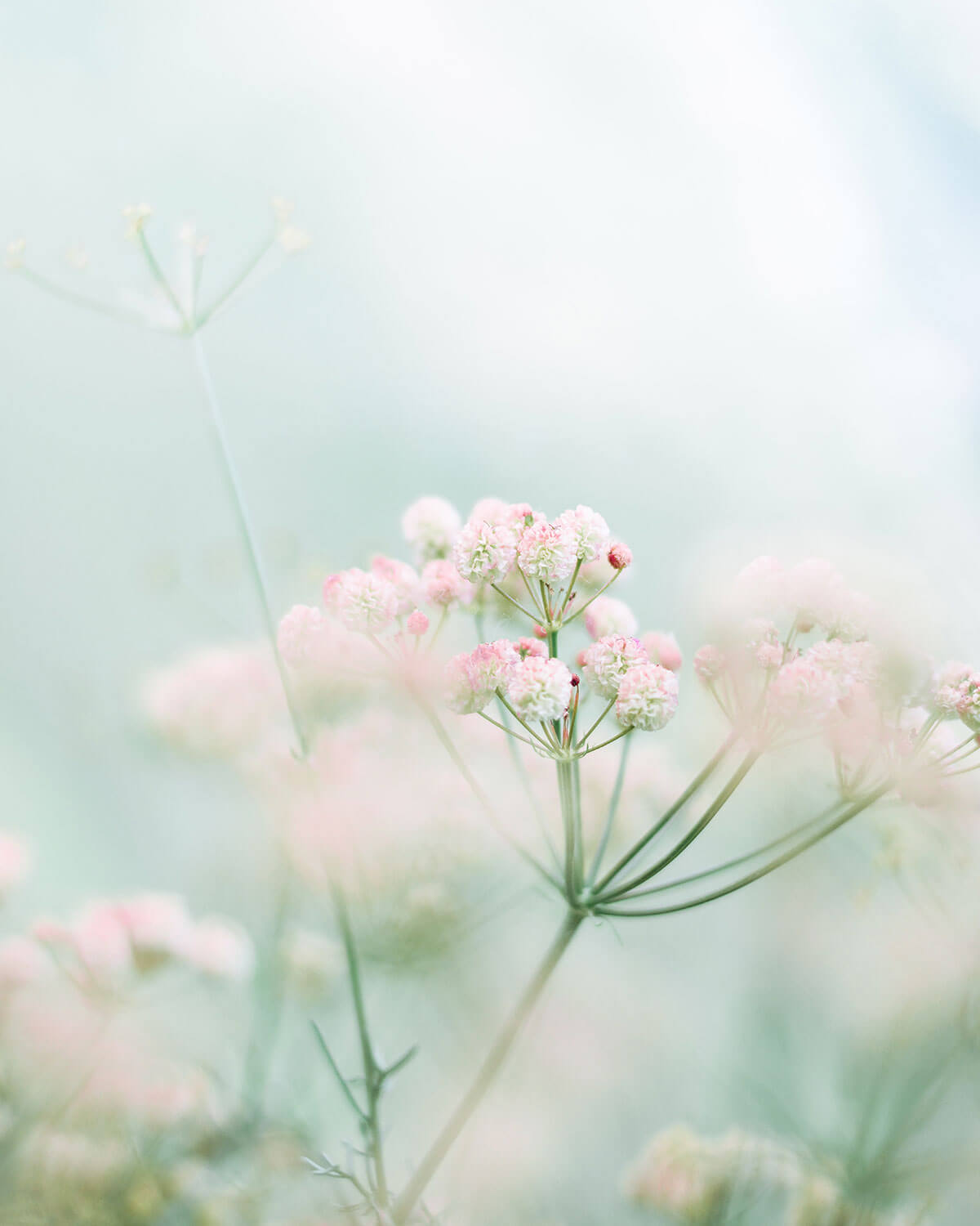 peaceful flowers