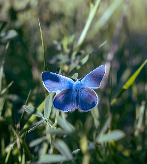 image of blue moth for article on how to increase self worth