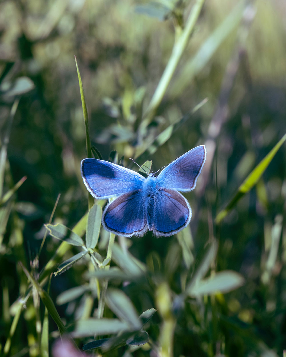 image of blue moth for article on how to increase self worth