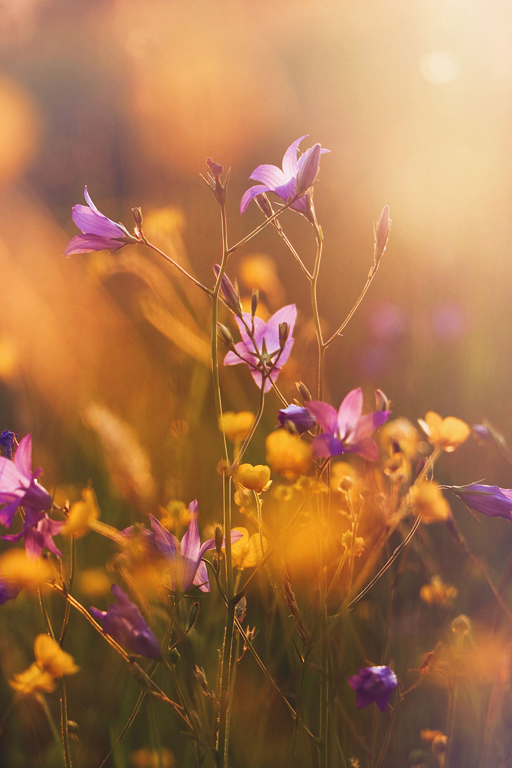 wildflowers photo for article: the link between perfectionism & procrastination